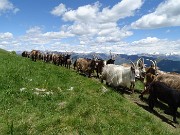 60 Capre orobiche, di pascolo in pascolo in lunga fila